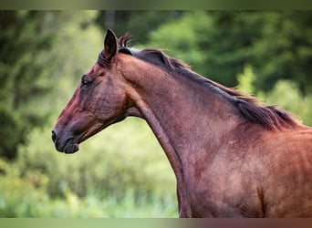 Cavallo sportivo irlandese, Giumenta, 15 Anni, 169 cm, Baio