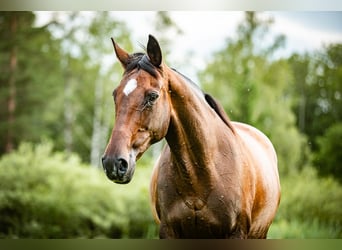 Cavallo sportivo irlandese, Giumenta, 15 Anni, 169 cm, Baio