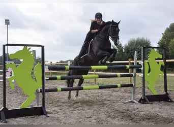 Cavallo sportivo irlandese, Giumenta, 16 Anni, 152 cm, Morello