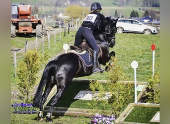 Cavallo sportivo irlandese, Giumenta, 16 Anni, 152 cm, Morello