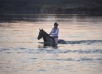 Cavallo sportivo irlandese, Giumenta, 16 Anni, 152 cm, Morello