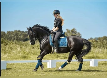 Cavallo sportivo irlandese, Giumenta, 16 Anni, 152 cm, Morello