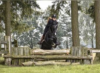 Cavallo sportivo irlandese, Giumenta, 16 Anni, 152 cm, Morello