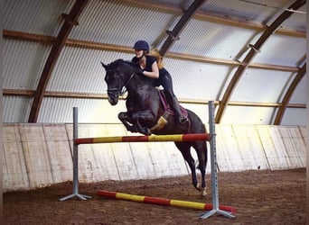 Cavallo sportivo irlandese, Giumenta, 16 Anni, 152 cm, Morello