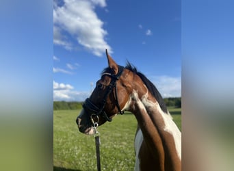 Cavallo sportivo irlandese, Giumenta, 16 Anni, 157 cm, Pezzato