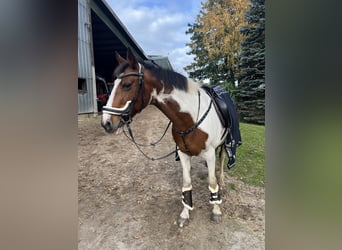 Cavallo sportivo irlandese, Giumenta, 16 Anni, 157 cm, Pezzato