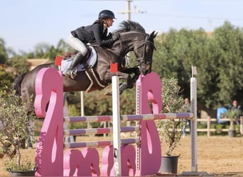 Cavallo sportivo irlandese, Giumenta, 16 Anni, 160 cm, Baio nero