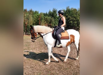 Cavallo sportivo irlandese, Giumenta, 16 Anni, 160 cm, Pezzato