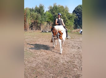 Cavallo sportivo irlandese, Giumenta, 16 Anni, 160 cm, Pezzato