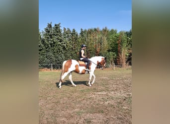 Cavallo sportivo irlandese, Giumenta, 16 Anni, 160 cm, Pezzato