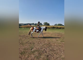 Cavallo sportivo irlandese, Giumenta, 16 Anni, 160 cm, Pezzato