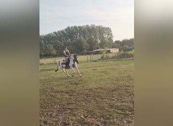 Cavallo sportivo irlandese, Giumenta, 16 Anni, 160 cm, Pezzato