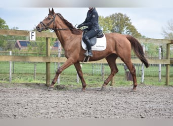 Cavallo sportivo irlandese, Giumenta, 16 Anni, 168 cm, Sauro