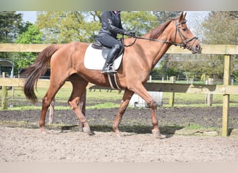 Cavallo sportivo irlandese, Giumenta, 16 Anni, 168 cm, Sauro