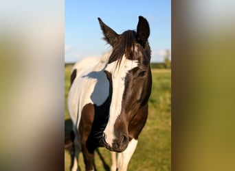 Cavallo sportivo irlandese, Giumenta, 17 Anni, 160 cm, Pezzato