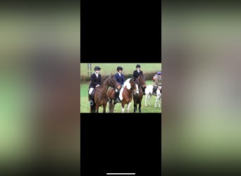 Cavallo sportivo irlandese, Giumenta, 18 Anni, 148 cm, Baio ciliegia