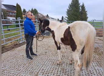 Cavallo sportivo irlandese Mix, Giumenta, 1 Anno, 130 cm, Pezzato