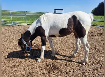 Cavallo sportivo irlandese Mix, Giumenta, 2 Anni, 135 cm, Pezzato