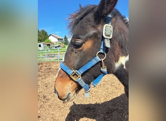 Cavallo sportivo irlandese Mix, Giumenta, 2 Anni, 135 cm, Pezzato