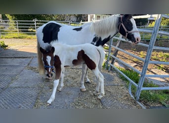 Cavallo sportivo irlandese Mix, Giumenta, 2 Anni, 135 cm, Pezzato