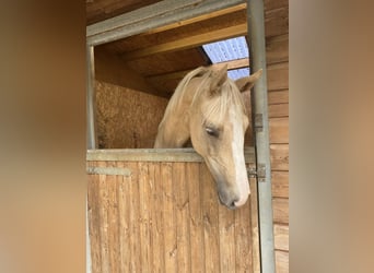 Cavallo sportivo irlandese, Giumenta, 2 Anni, 173 cm, Palomino