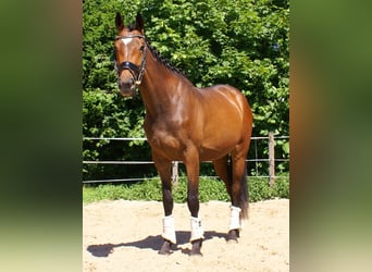 Cavallo sportivo irlandese, Giumenta, 3 Anni, 152 cm, Baio