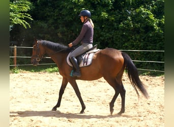 Cavallo sportivo irlandese, Giumenta, 3 Anni, 152 cm, Baio