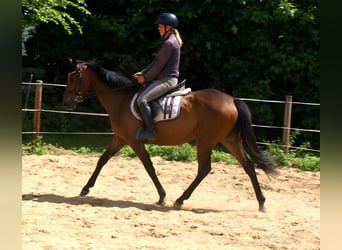 Cavallo sportivo irlandese, Giumenta, 3 Anni, 152 cm, Baio