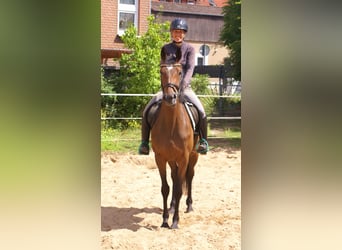 Cavallo sportivo irlandese, Giumenta, 3 Anni, 152 cm, Baio