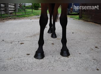Cavallo sportivo irlandese, Giumenta, 3 Anni, 152 cm, Baio ciliegia
