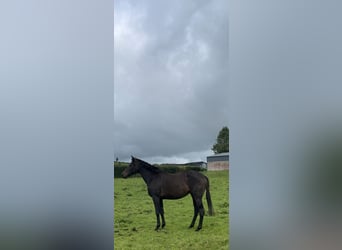 Cavallo sportivo irlandese Mix, Giumenta, 3 Anni, 163 cm, Baio scuro