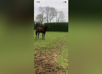 Cavallo sportivo irlandese, Giumenta, 3 Anni, 165 cm, Baio ciliegia