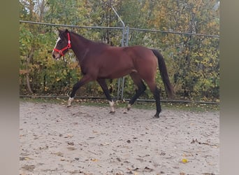 Cavallo sportivo irlandese, Giumenta, 4 Anni, 154 cm, Baio