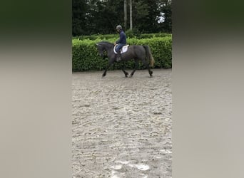 Cavallo sportivo irlandese, Giumenta, 4 Anni, 155 cm, Grigio ferro