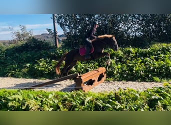 Cavallo sportivo irlandese Mix, Giumenta, 4 Anni, 155 cm, Sauro scuro