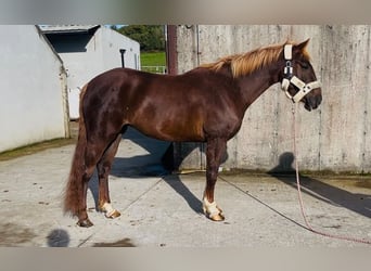 Cavallo sportivo irlandese Mix, Giumenta, 4 Anni, 155 cm, Sauro scuro