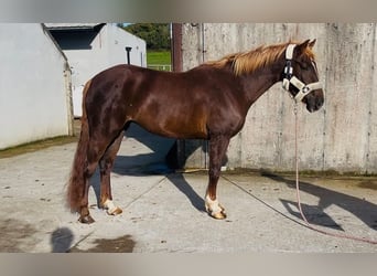 Cavallo sportivo irlandese Mix, Giumenta, 4 Anni, 155 cm, Sauro scuro