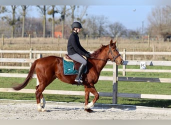 Cavallo sportivo irlandese, Giumenta, 4 Anni, 156 cm, Sauro ciliegia