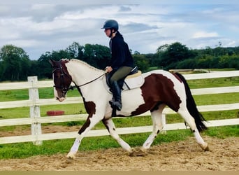 Cavallo sportivo irlandese, Giumenta, 4 Anni, 158 cm, Pezzato