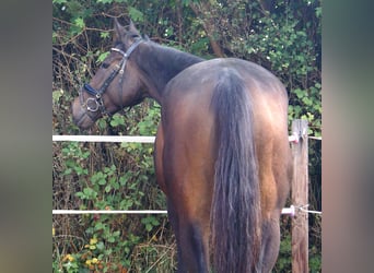 Cavallo sportivo irlandese, Giumenta, 4 Anni, 160 cm, Baio