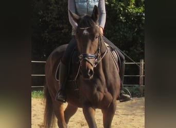 Cavallo sportivo irlandese, Giumenta, 4 Anni, 160 cm, Baio