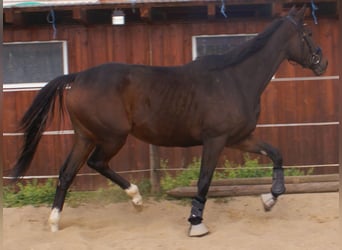 Cavallo sportivo irlandese, Giumenta, 4 Anni, 160 cm, Baio