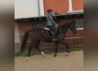 Cavallo sportivo irlandese, Giumenta, 4 Anni, 160 cm, Baio