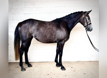 Cavallo sportivo irlandese, Giumenta, 4 Anni, 160 cm, Grigio