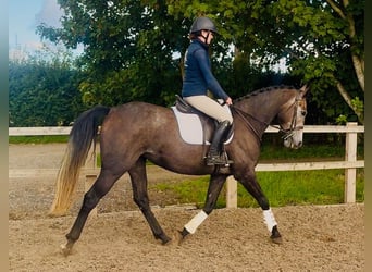 Cavallo sportivo irlandese, Giumenta, 4 Anni, 160 cm, Grigio