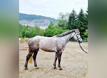 Cavallo sportivo irlandese, Giumenta, 4 Anni, 160 cm, Grigio pezzato
