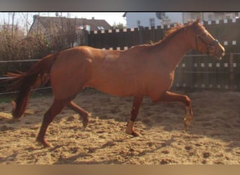 Cavallo sportivo irlandese, Giumenta, 4 Anni, 160 cm, Sauro