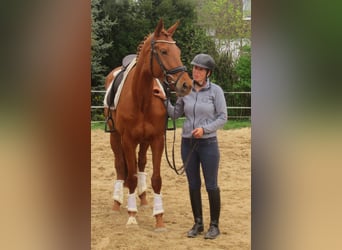 Cavallo sportivo irlandese, Giumenta, 4 Anni, 160 cm, Sauro