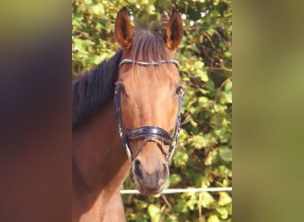 Cavallo sportivo irlandese, Giumenta, 4 Anni, 162 cm, Baio