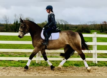 Cavallo sportivo irlandese, Giumenta, 4 Anni, 162 cm, Falbo